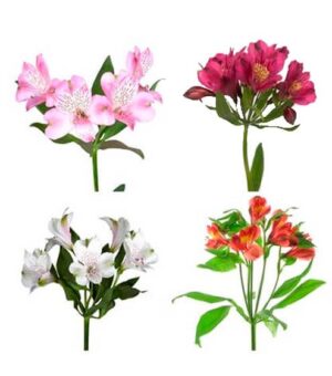 Alstroemeria Colombia Fancy