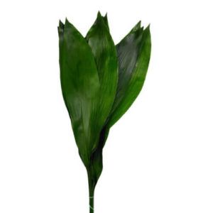 Aspidistra