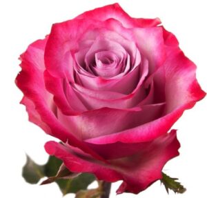 Rosa Deep Purple Extra fucsia – 50 cm | Colombia