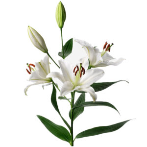 Lilium Oriental Blanco