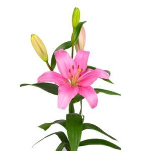 Lilium Rosa Brindisi