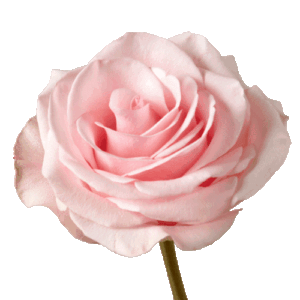 Rosa Novia Extra 50 cm