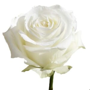 Rosa Proud 50 cm