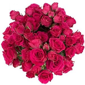 Rosa Spray Splendish Fucsia