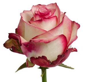 Rosa Paloma Extra 60 cm
