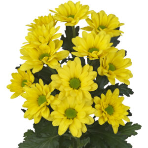 Crisantemo Bacardi Amarillo Nacional