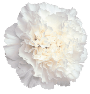 Clavel Colombiano Fancy Blanco