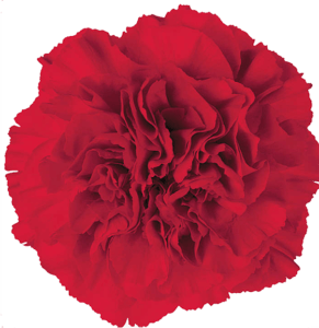 Clavel Colombiano Fancy Rojo Don Pedro