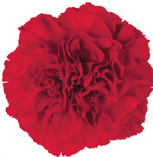 Clavel Colombiano Fancy Rojo Don Pedro