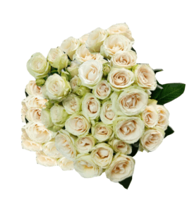 Rosa Spray Blanca