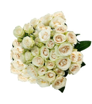 Rosa Spray Blanca