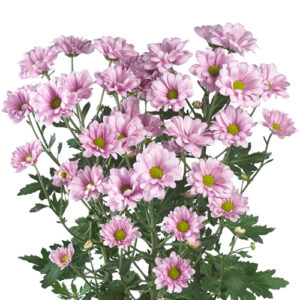 Crisantemo Bacardi rosa – 70 cm | Origen nacional