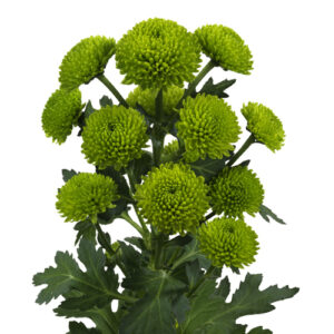 Crisantemo Feeling Green Nacional