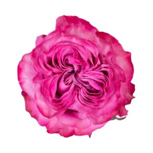 Rosa Country Blue Extra fucsia – 60 cm | Ecuador