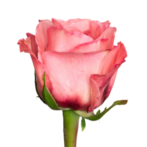 Rosa Pink Expresion 50 cm