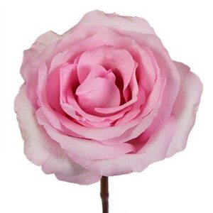 Rosa Millenial Extra 60 cm