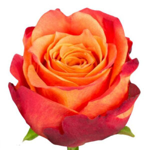 Rosa Atomic bicolor – 60 cm | Ecuador