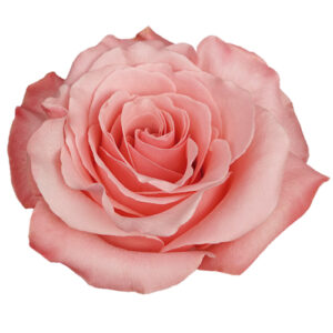 Rosa Be Sweet Extra