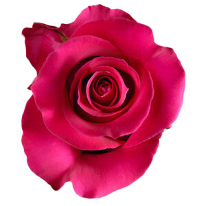 Rosa Gotcha Extra 50 cm