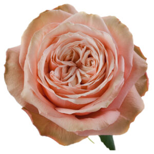Rosa Kahala Extra 60 cm