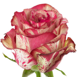 Rosa Magic Times Extra 50 cm