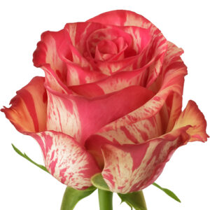 Rosa Magic Times Extra 60 cm