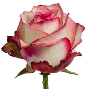 Rosa Paloma Extra 50 cm