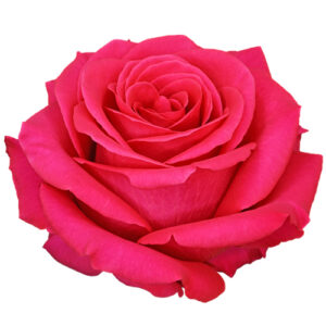 Rosa Pink Floyd Extra 60 cm