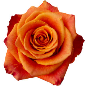 Rosa Silantoi Extra 50 cm