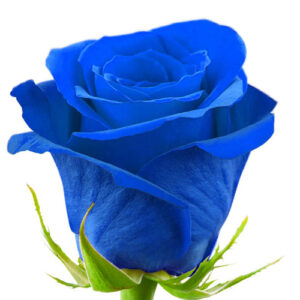 Rosa Tinturada Azul 50 cm