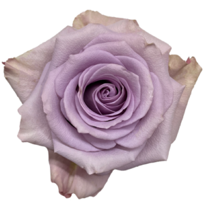 Rosa Star Platinium Extra morada – 50 cm | Finca Matina, Colombia