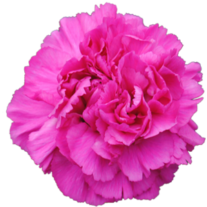 Clavel Fancy Fucsia