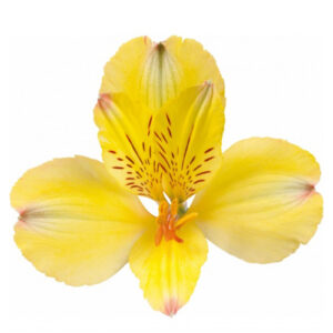 Alstroemeria Fancy Amarilla