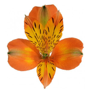 Alstroemeria Perfection Naranja