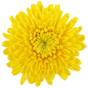 Crisantemo Monoflor Amarillo