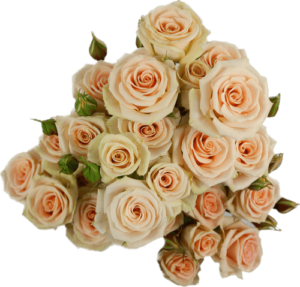 Rosa Spray Creta Salmón