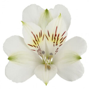 Alstroemeria Perfection Blanca