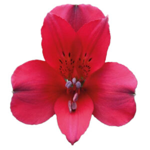 Alstroemeria Perfection Roja