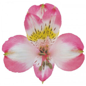 Alstroemeria Fancy Rosa