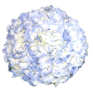 Hortensia Premium Azul