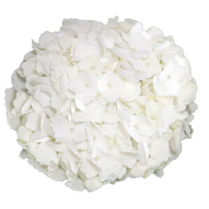 Hortensia Premium Blanca