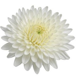 Crisantemo Magnum blanco