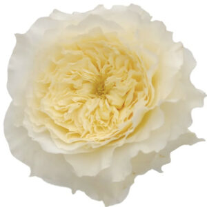 Rosa Patience Cream – 40 cm