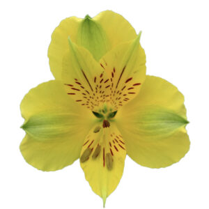 Alstroemeria  Amarilla Perfection