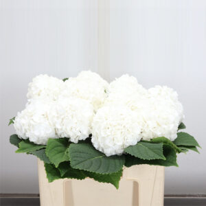 Hortensia Cannonball Holanda