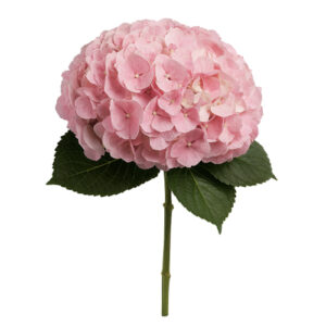 Hortensia Verena Rose