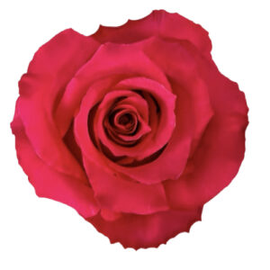 Rosa Hot Enigma 60 cm